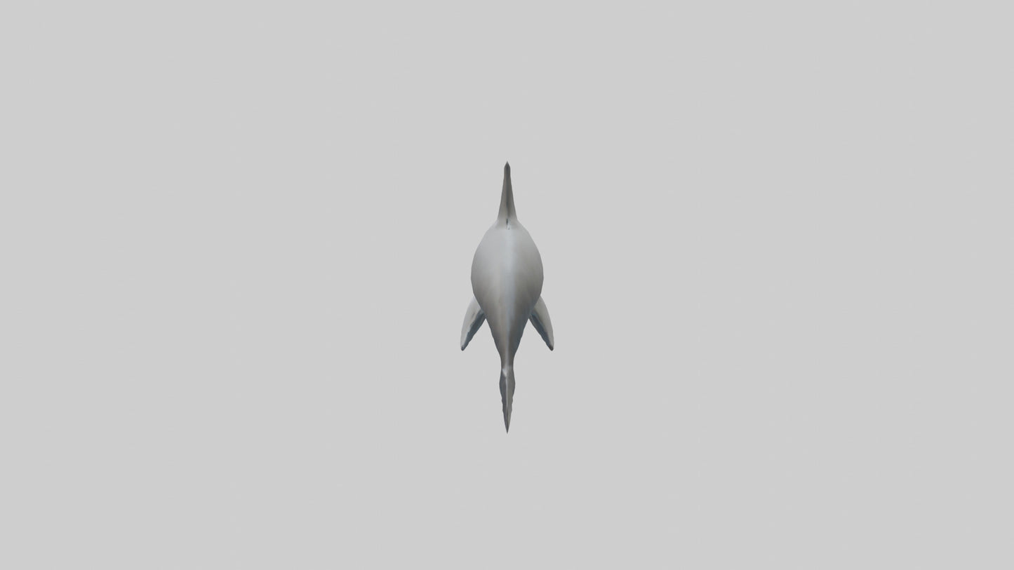 River Dolphin hunting model VR / AR / low-poly