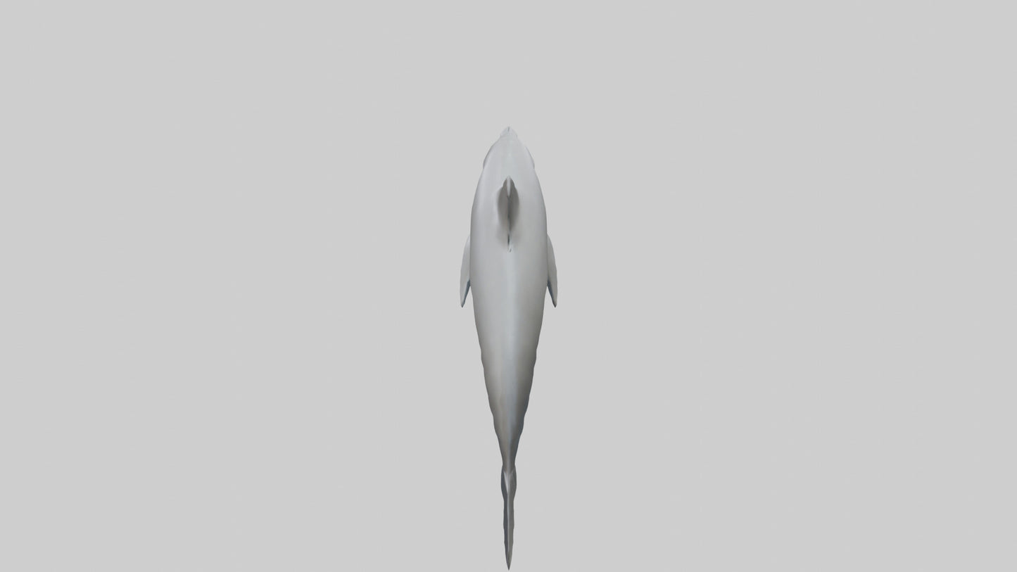 River Dolphin hunting model VR / AR / low-poly