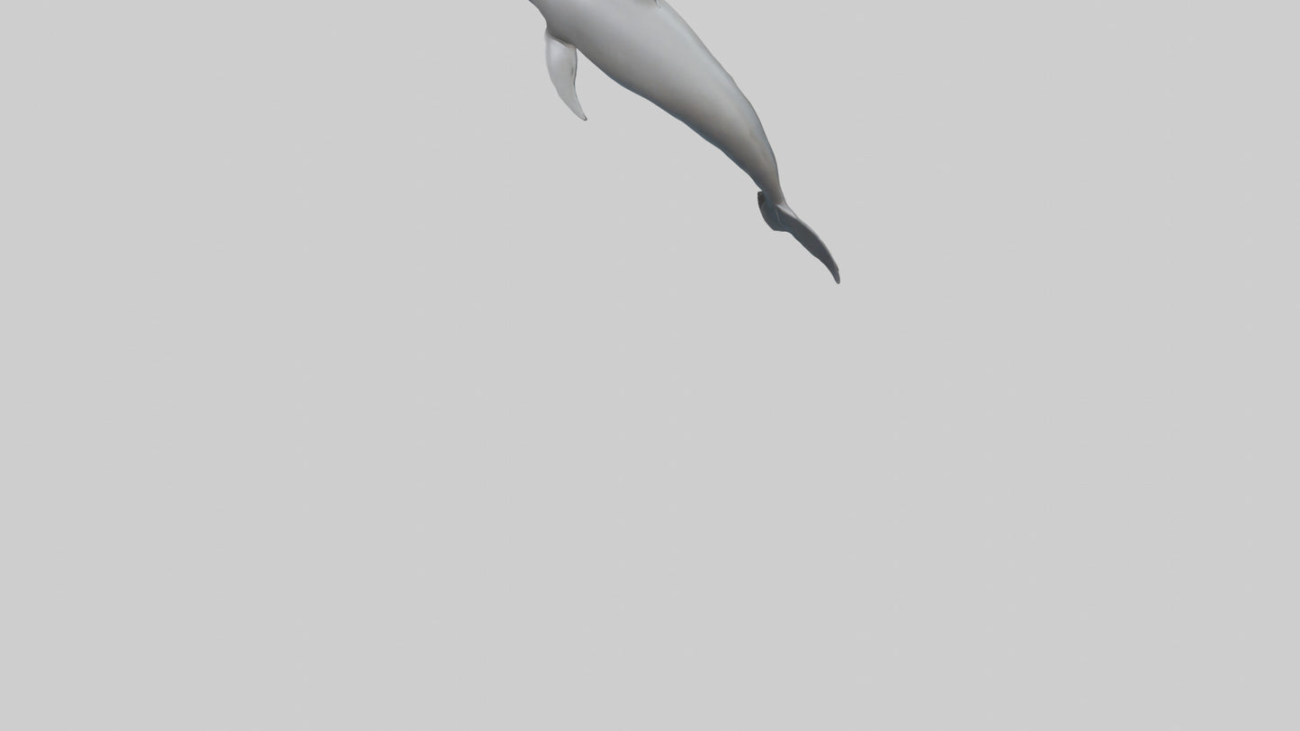 River Dolphin hunting model VR / AR / low-poly
