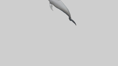 River Dolphin hunting model VR / AR / low-poly