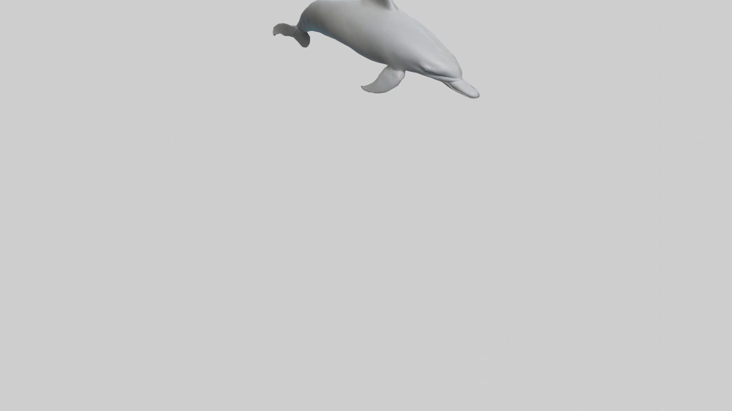 River Dolphin hunting model VR / AR / low-poly