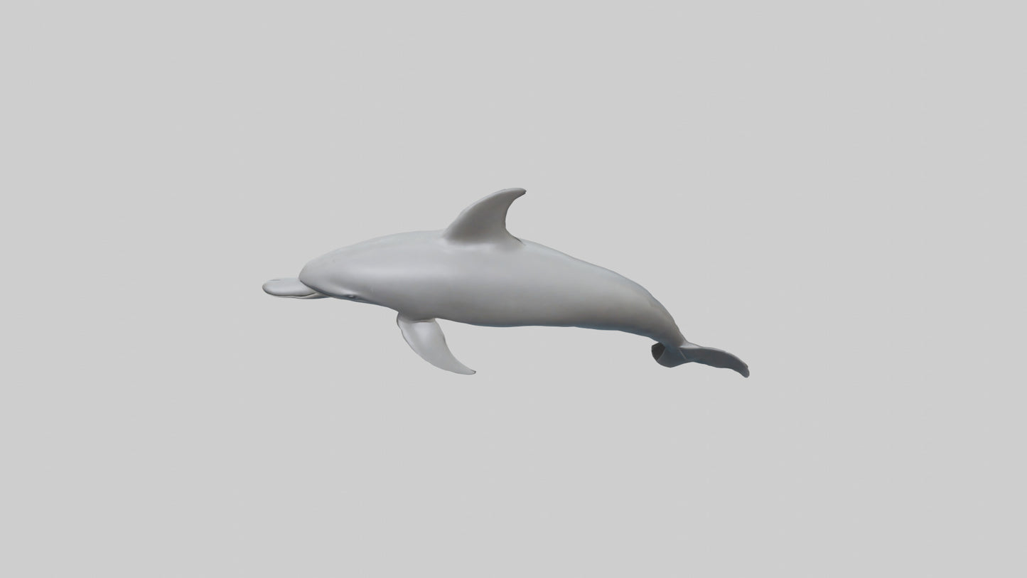 River Dolphin hunting model VR / AR / low-poly