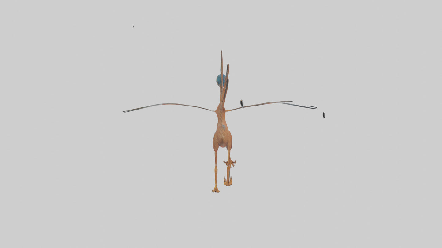 3D model Roadrunner running model VR / AR / low-poly