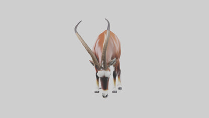 3D model Roan Antelope grazing model VR / AR / low-poly