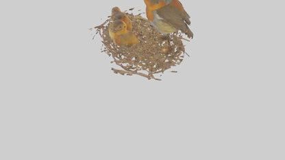 Robin feeding chicks model VR / AR / low-poly