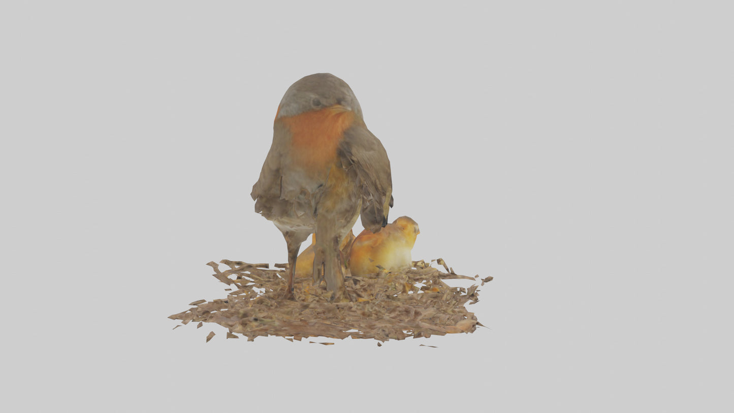 Robin feeding chicks model VR / AR / low-poly