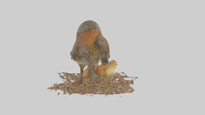 Robin feeding chicks model VR / AR / low-poly