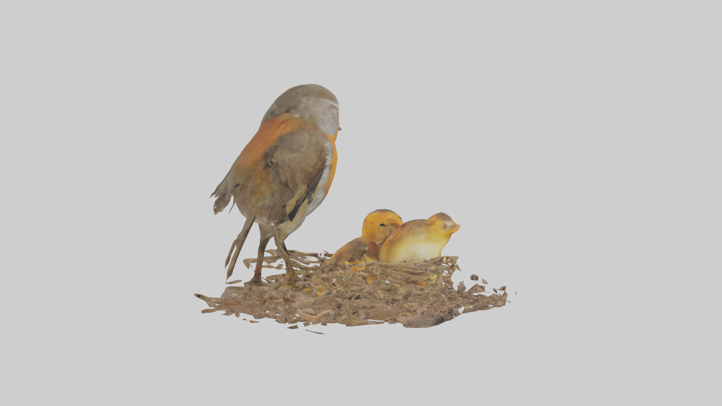 Robin feeding chicks model VR / AR / low-poly