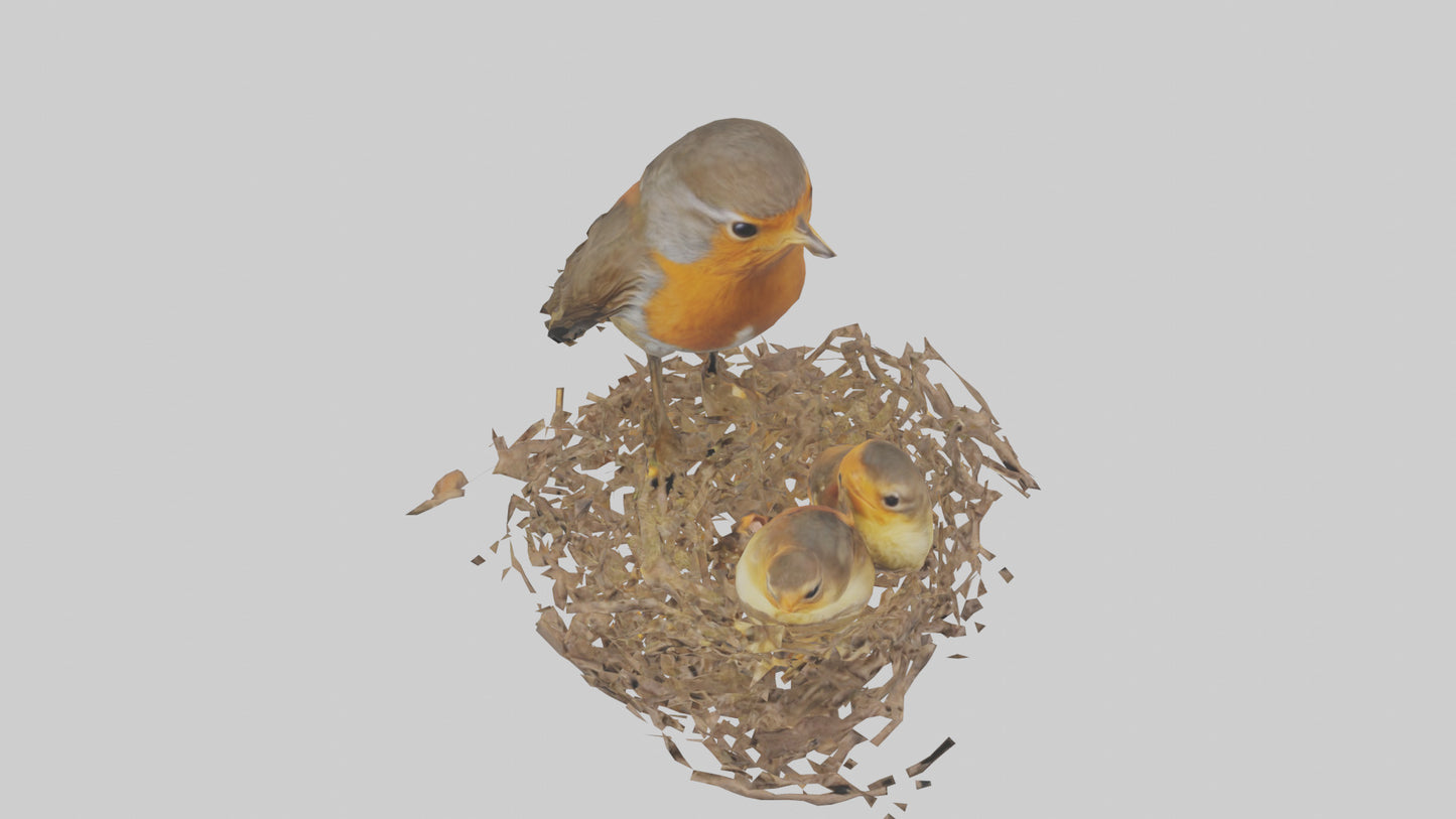 Robin feeding chicks model VR / AR / low-poly
