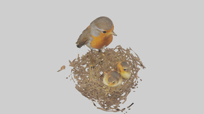 Robin feeding chicks model VR / AR / low-poly