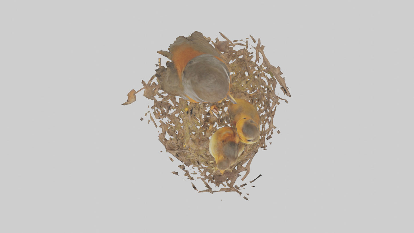Robin feeding chicks model VR / AR / low-poly