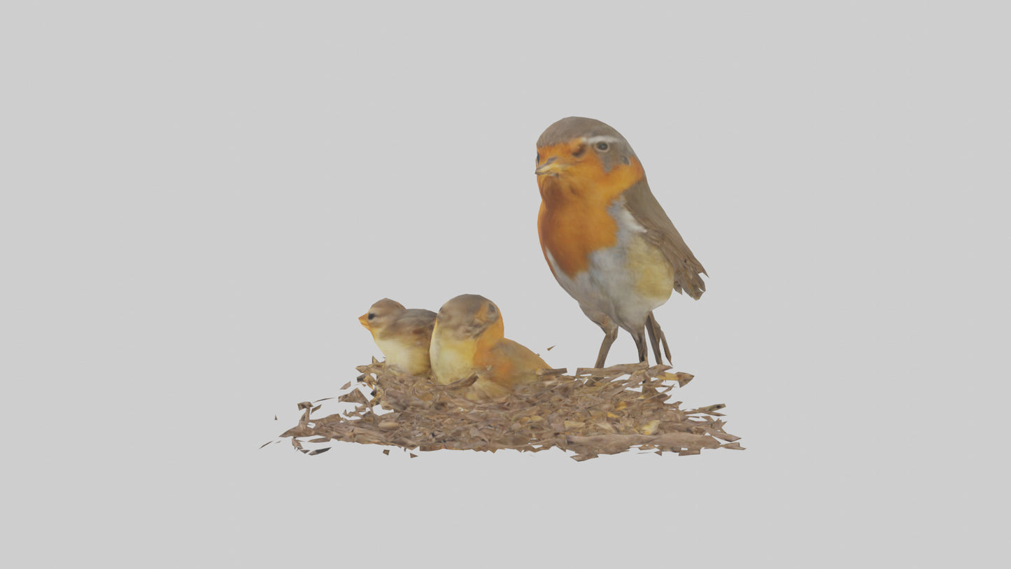 Robin feeding chicks model VR / AR / low-poly