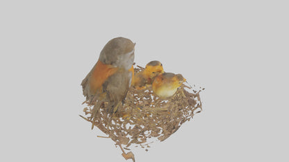 Robin feeding chicks model VR / AR / low-poly