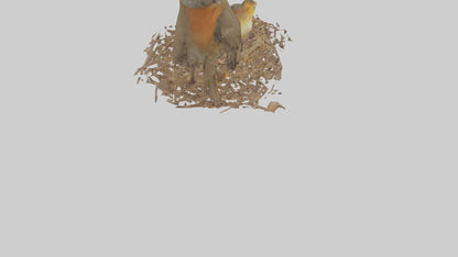 Robin feeding chicks model VR / AR / low-poly