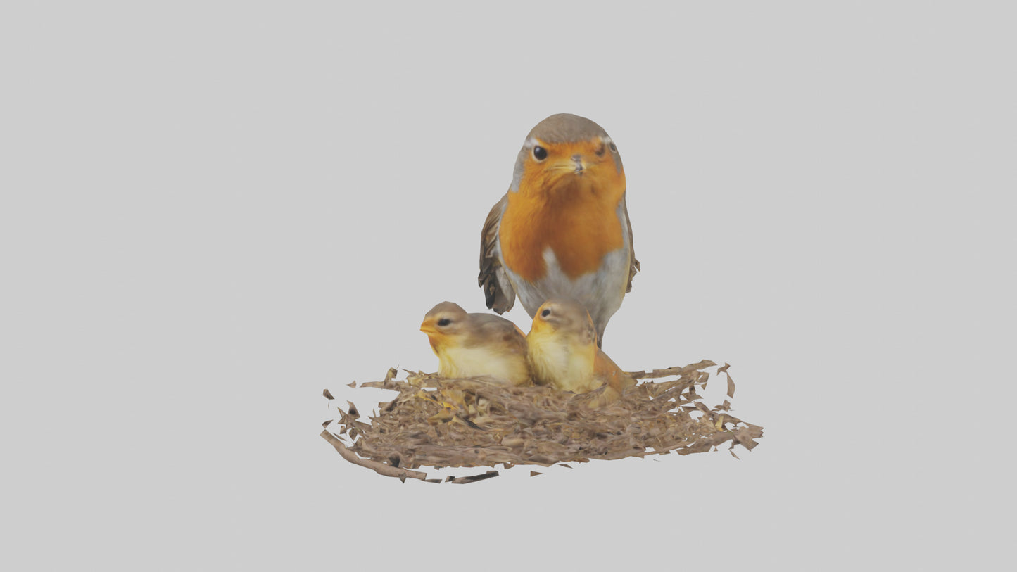Robin feeding chicks model VR / AR / low-poly