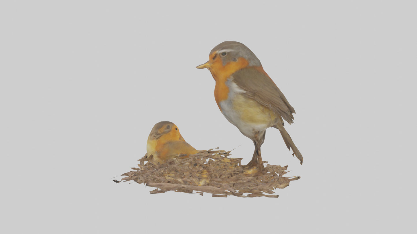 Robin feeding chicks model VR / AR / low-poly