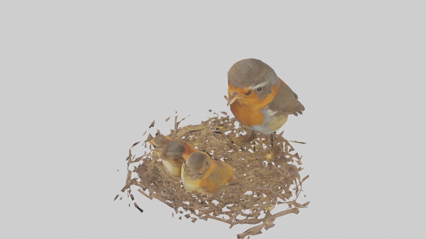 Robin feeding chicks model VR / AR / low-poly