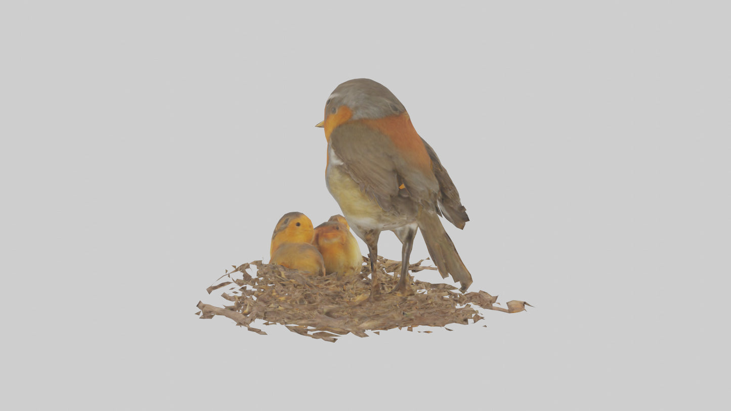Robin feeding chicks model VR / AR / low-poly