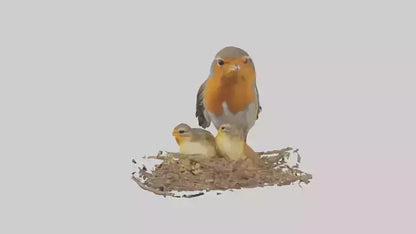 Robin feeding chicks model VR / AR / low-poly