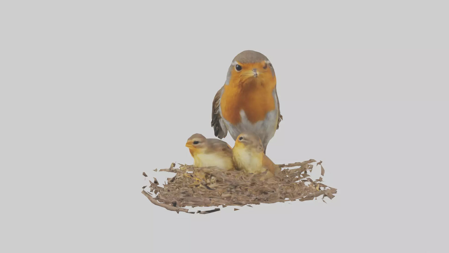 Robin feeding chicks model VR / AR / low-poly