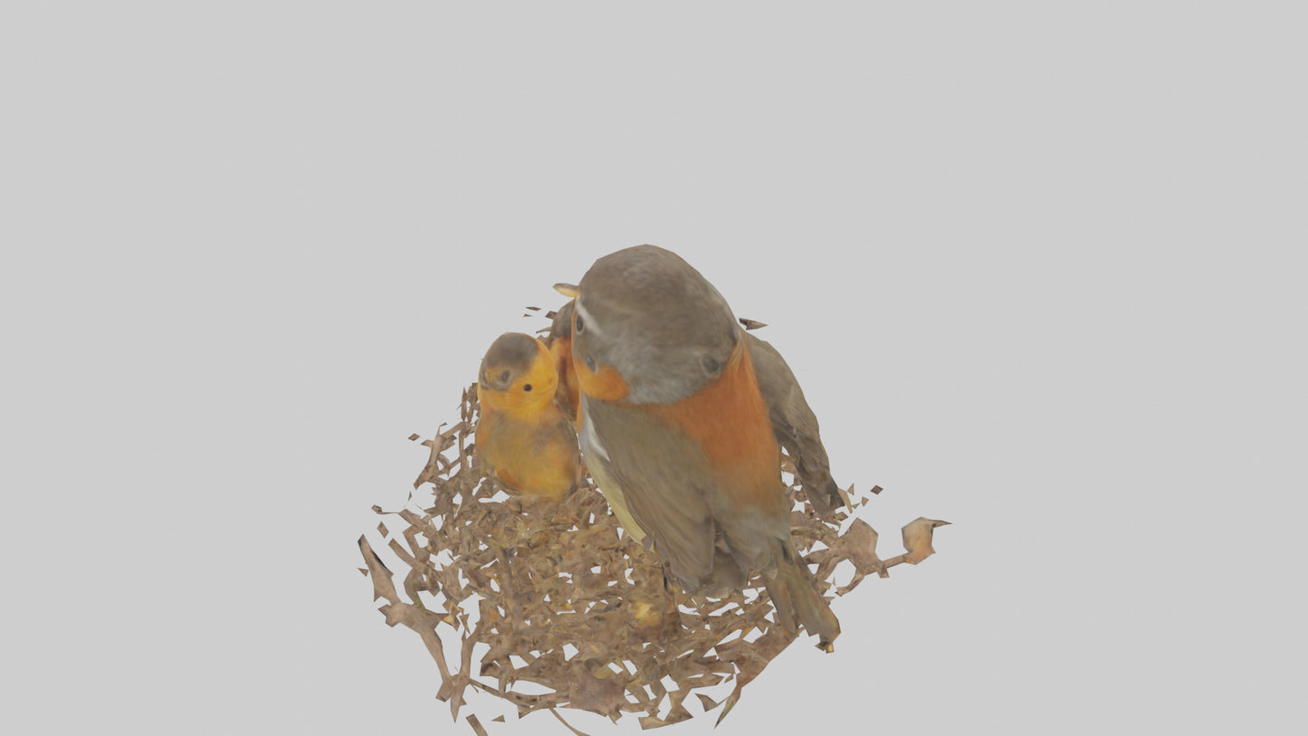 Robin feeding chicks model VR / AR / low-poly