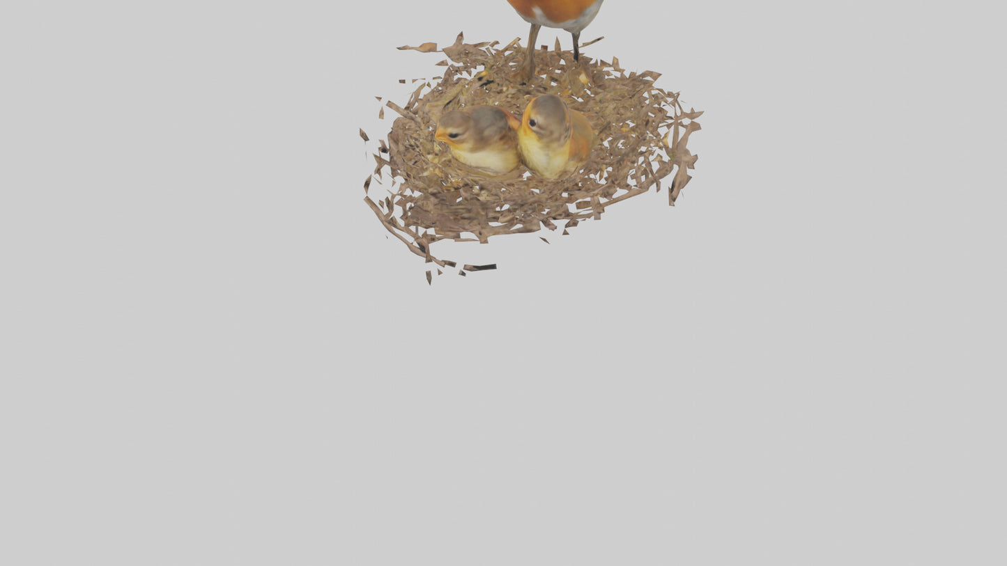 Robin feeding chicks model VR / AR / low-poly