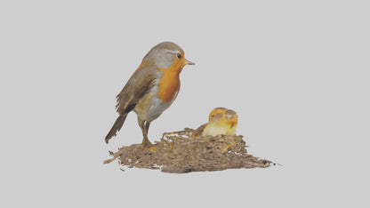 Robin feeding chicks model VR / AR / low-poly