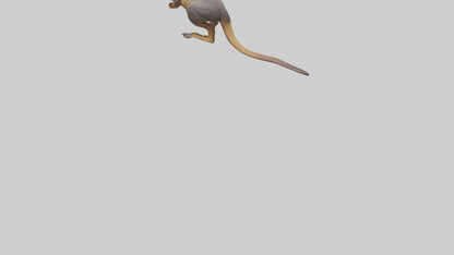 Rock Wallaby climbing model 3D model
