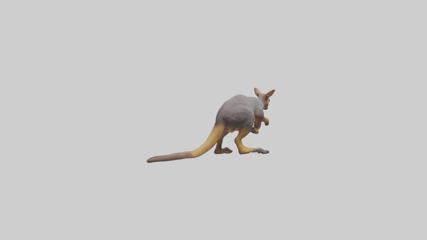 Rock Wallaby climbing model 3D model