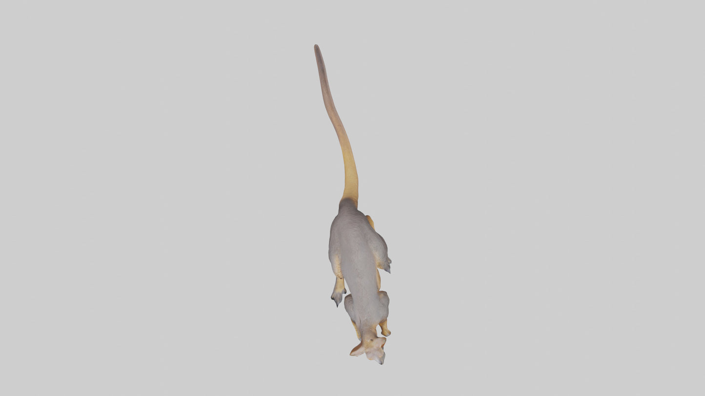 Rock Wallaby climbing model 3D model