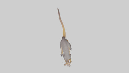 Rock Wallaby climbing model 3D model