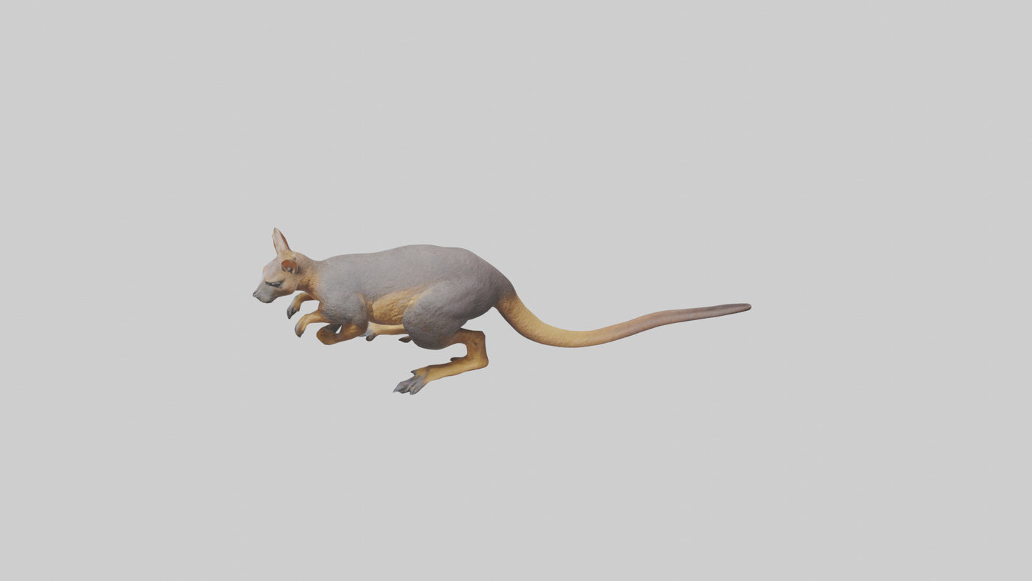 Rock Wallaby climbing model 3D model