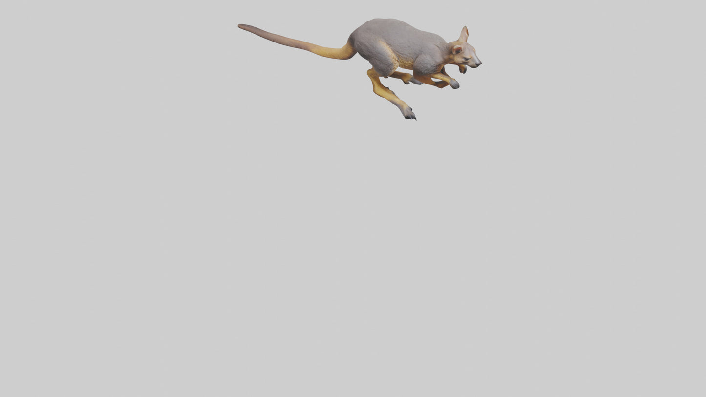 Rock Wallaby climbing model 3D model