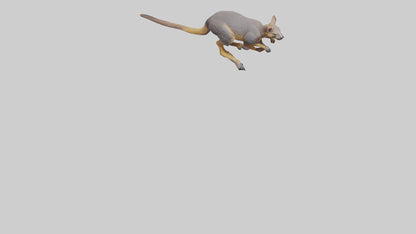 Rock Wallaby climbing model 3D model