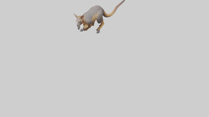 Rock Wallaby climbing model 3D model