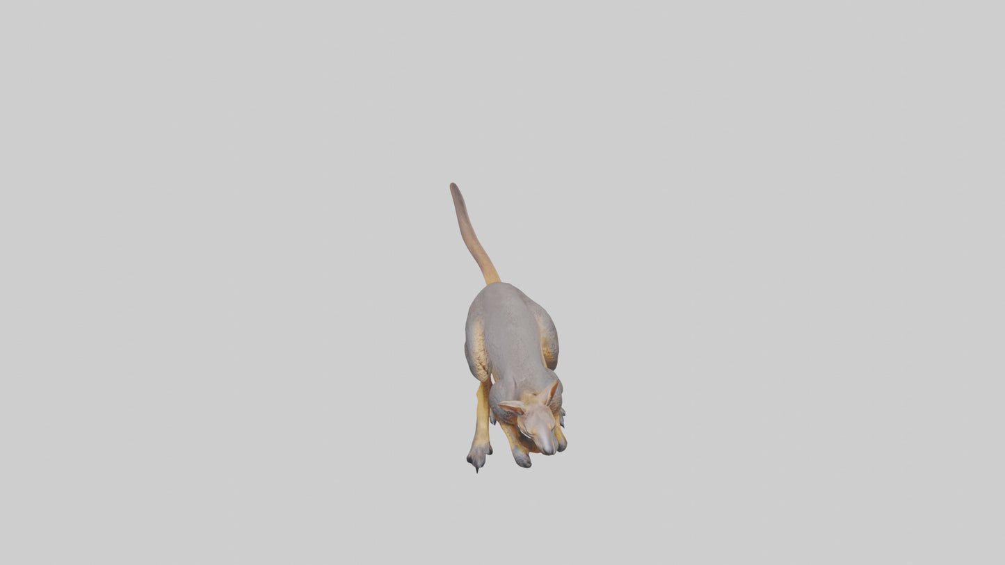 Rock Wallaby climbing model 3D model