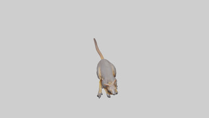 Rock Wallaby climbing model 3D model