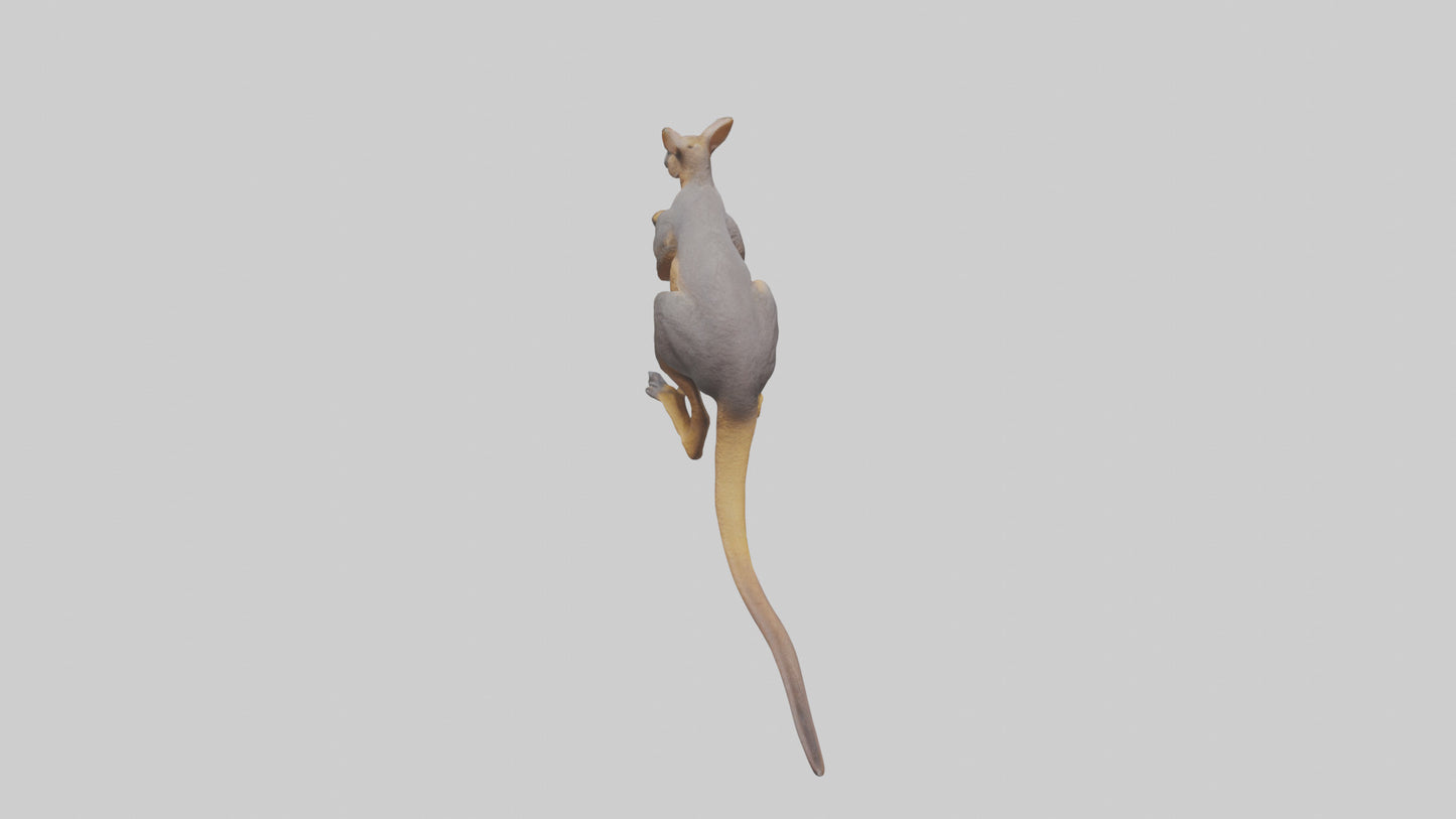 Rock Wallaby climbing model 3D model