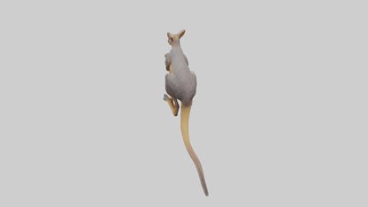 Rock Wallaby climbing model 3D model