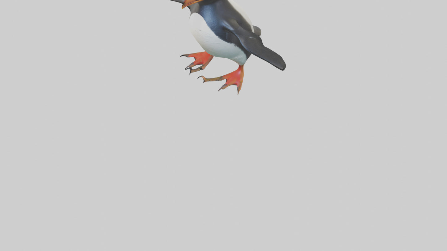 Rockhopper Penguin hopping model 3D model