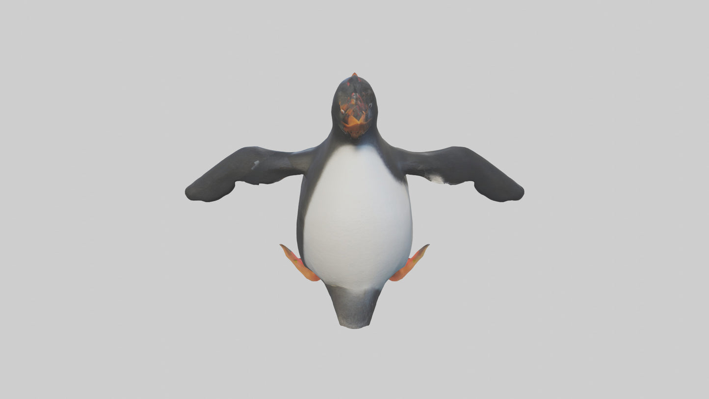 Rockhopper Penguin hopping model 3D model