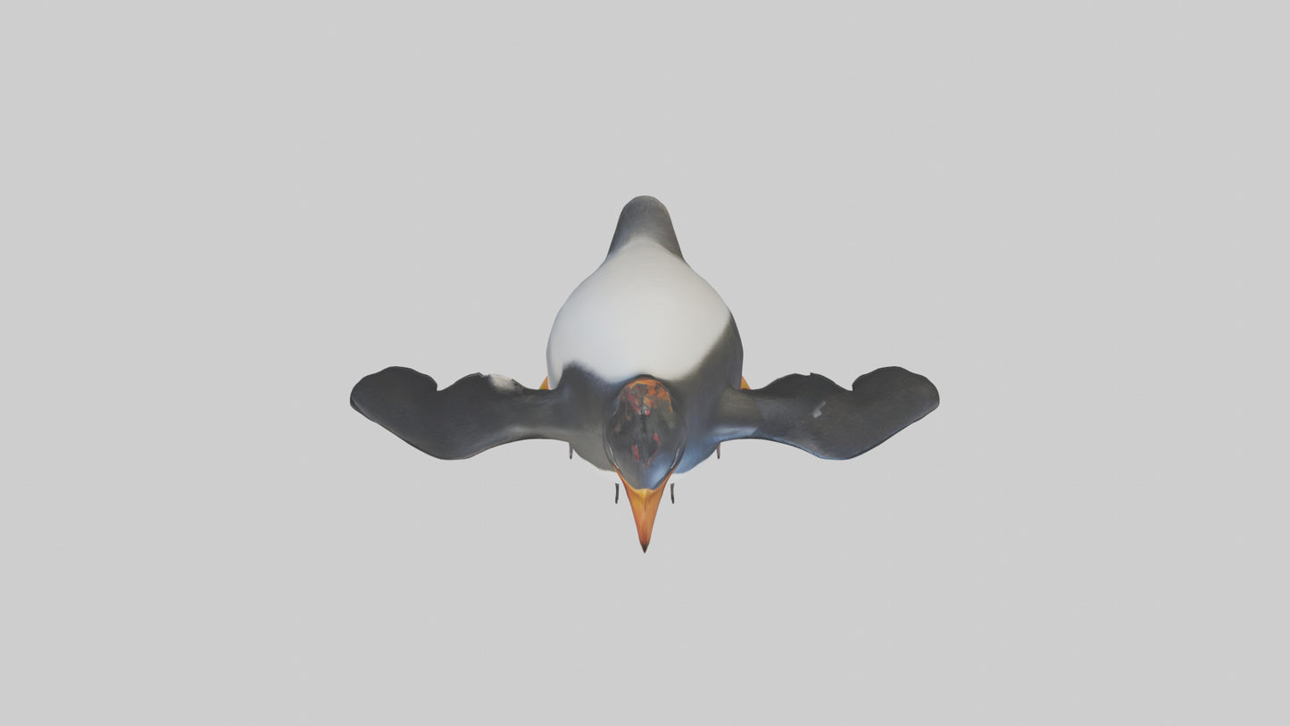 Rockhopper Penguin hopping model 3D model