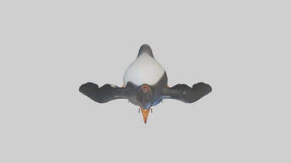 Rockhopper Penguin hopping model 3D model