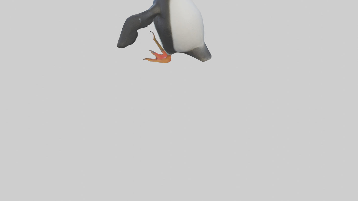 Rockhopper Penguin hopping model 3D model