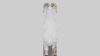 3D model Rocky Mountain Goat statue model VR / AR / low-poly