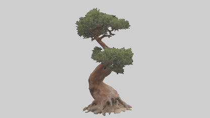 3D model Rocky Mountain Juniper tree model VR / AR / low-poly