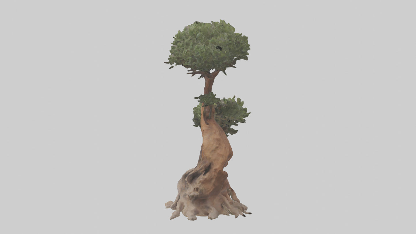 3D model Rocky Mountain Juniper tree model VR / AR / low-poly