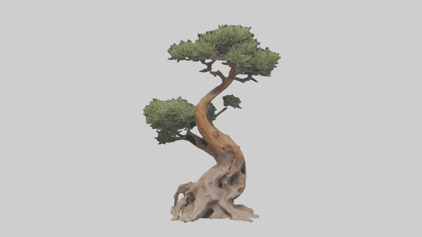 3D model Rocky Mountain Juniper tree model VR / AR / low-poly
