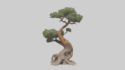 3D model Rocky Mountain Juniper tree model VR / AR / low-poly
