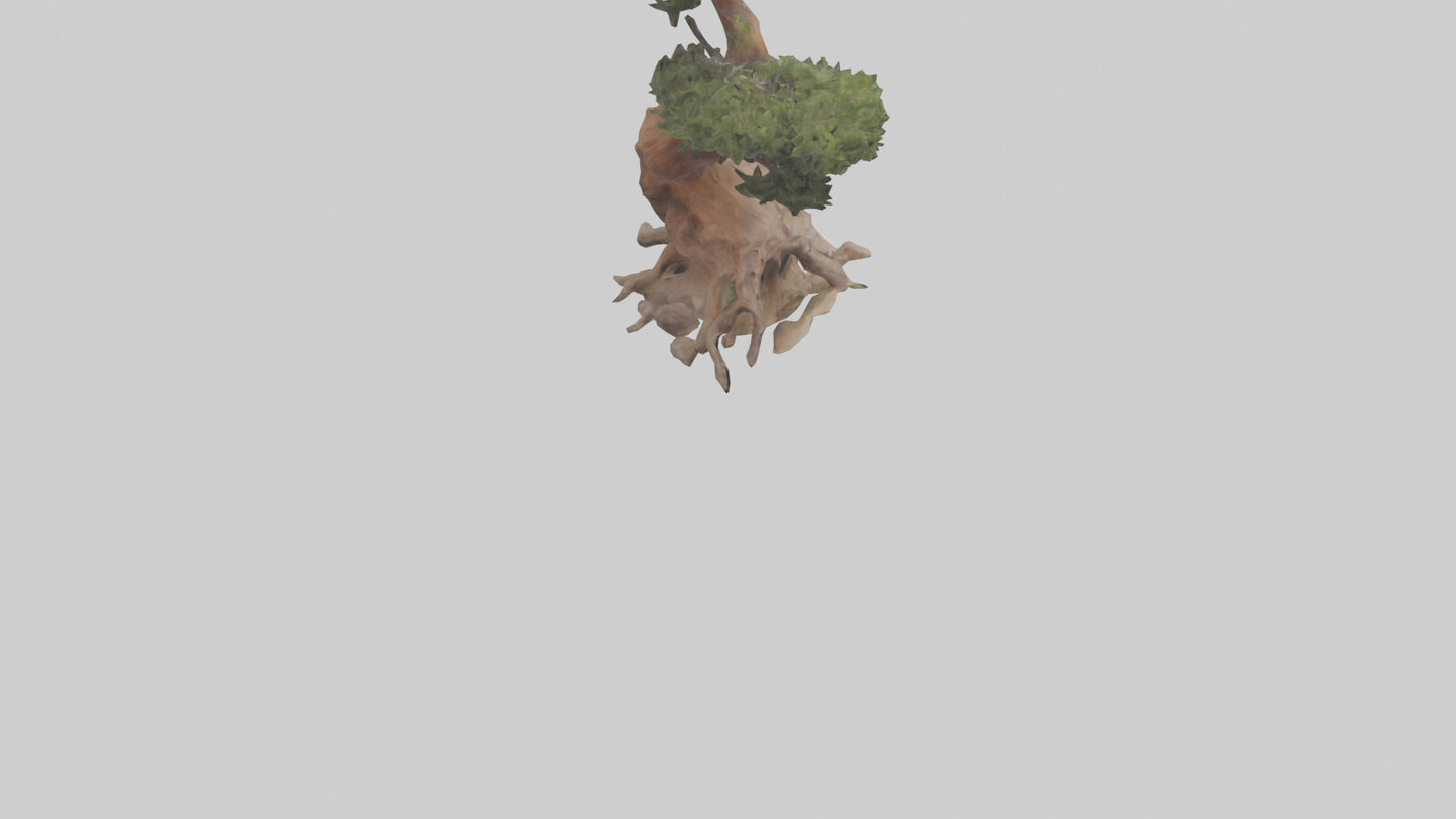 3D model Rocky Mountain Juniper tree model VR / AR / low-poly